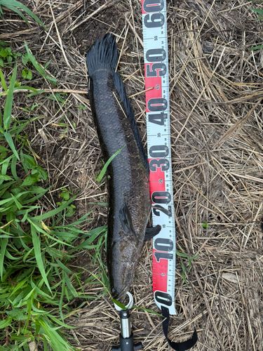 ライギョの釣果