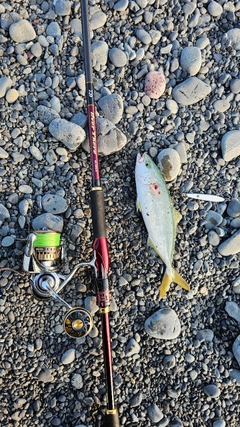 ワカシの釣果