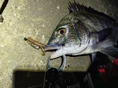 チヌの釣果