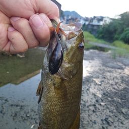 スモールマウスバス