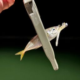 アジ