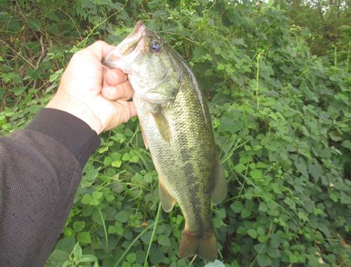 ラージマウスバスの釣果