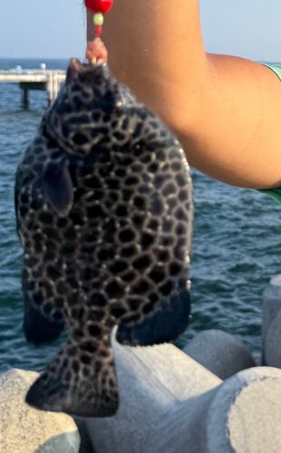 イシガキダイの釣果