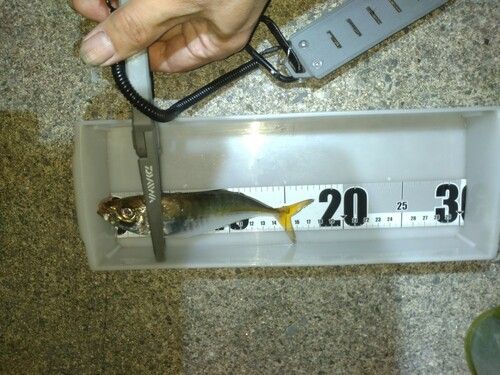 アジの釣果