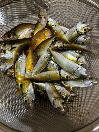 アジの釣果