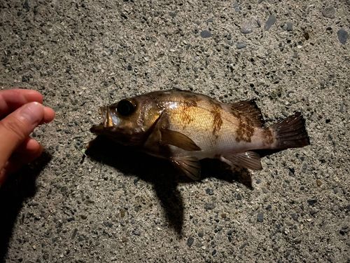 メバルの釣果