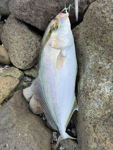 カンパチの釣果