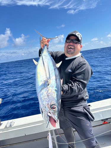マグロの釣果