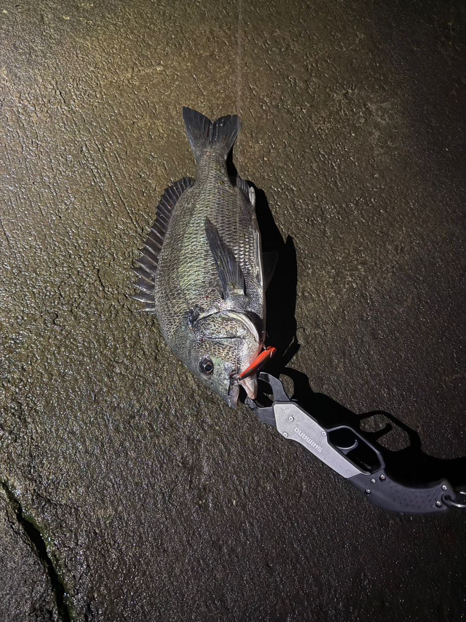 ヨシノゴチ