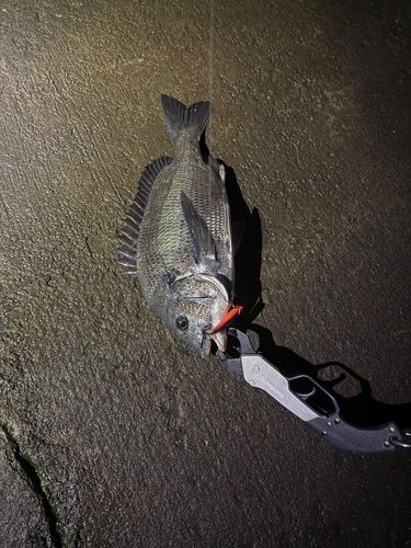 ヨシノゴチの釣果