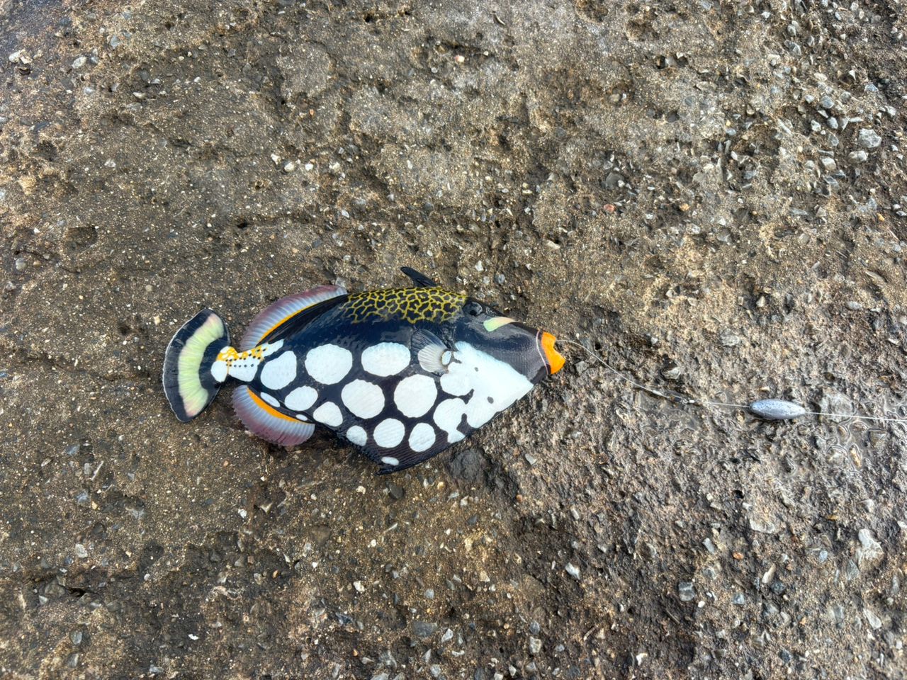 イソマグロ