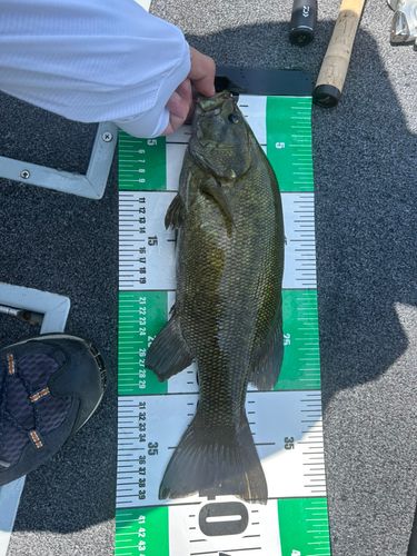スモールマウスバスの釣果