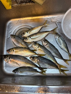 アジの釣果