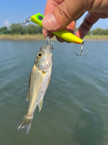 セイゴ（タイリクスズキ）の釣果
