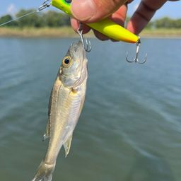 セイゴ（タイリクスズキ）