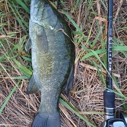 スモールマウスバス