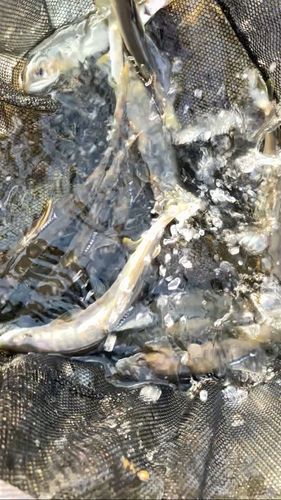 アユの釣果