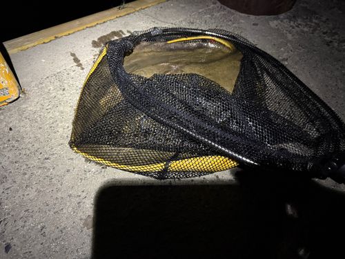 アカエイの釣果