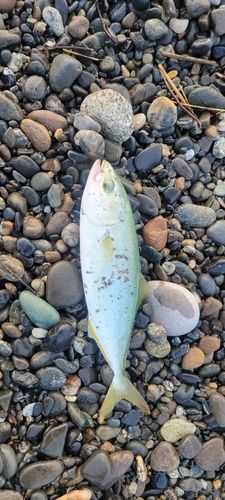 ワカシの釣果