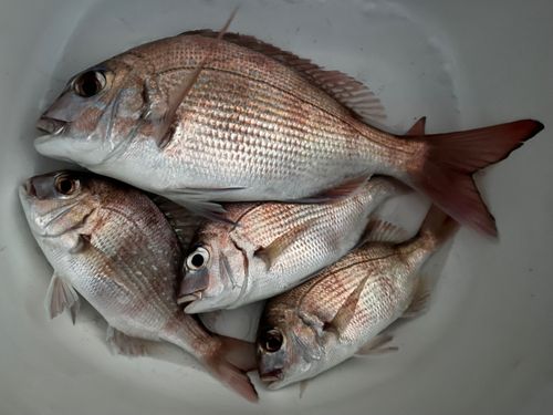 マダイの釣果