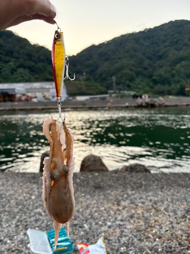 タコの釣果