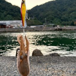 タコ
