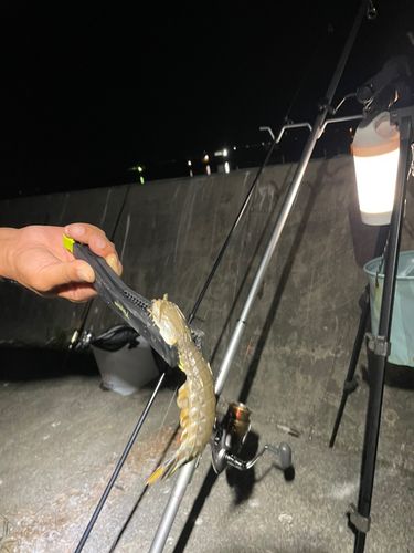 シャコの釣果