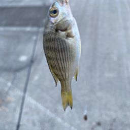 クロダイ