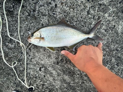 ショゴの釣果