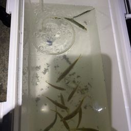 アジ