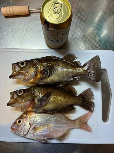 メバルの釣果