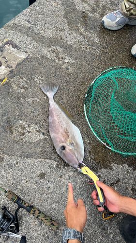 ウスバハギの釣果