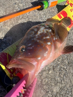 キジハタの釣果