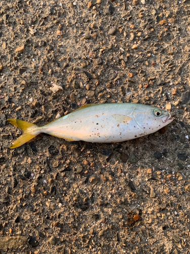 ツバスの釣果
