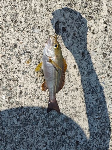 イサキの釣果