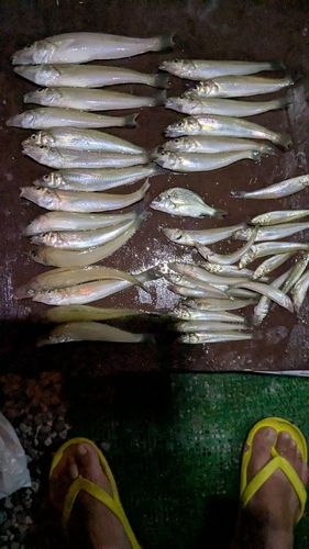 シロギスの釣果