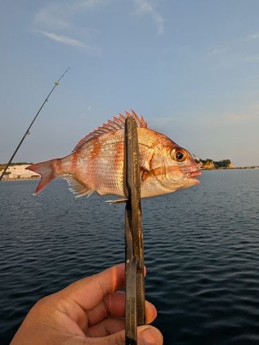 チャリコの釣果