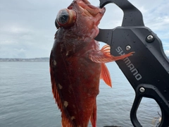 アラカブの釣果