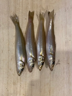 キスの釣果