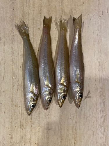 キスの釣果