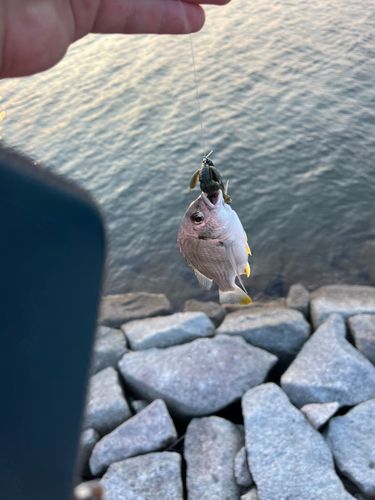 キビレの釣果