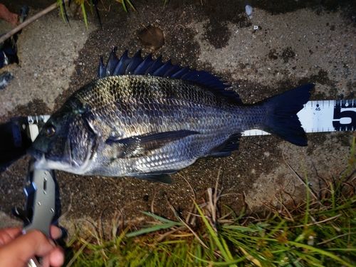 クロダイの釣果