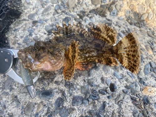 イヌカサゴの釣果