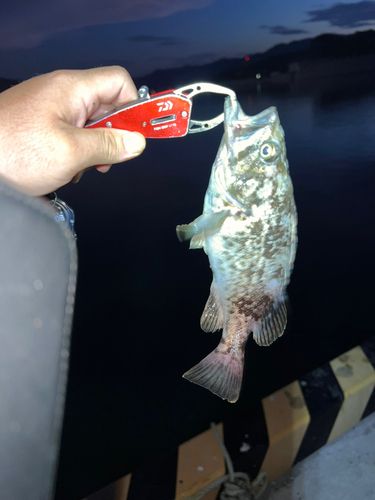 クロソイの釣果