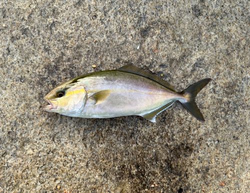 ネリゴの釣果