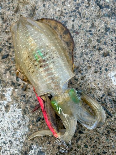 アオリイカの釣果