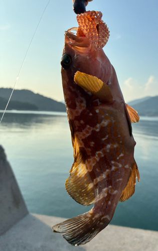 キジハタの釣果