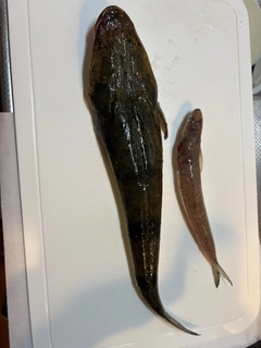 マゴチの釣果