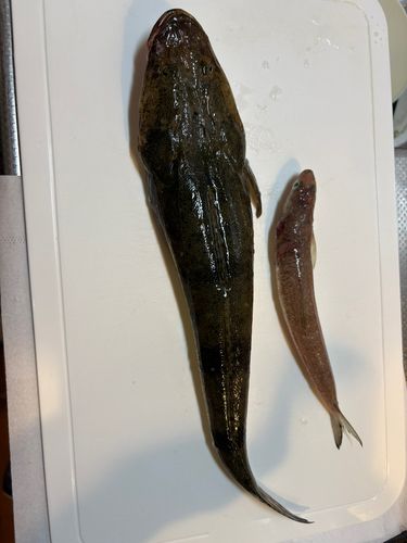 マゴチの釣果