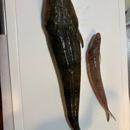 マゴチ